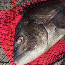 ヘチってきました