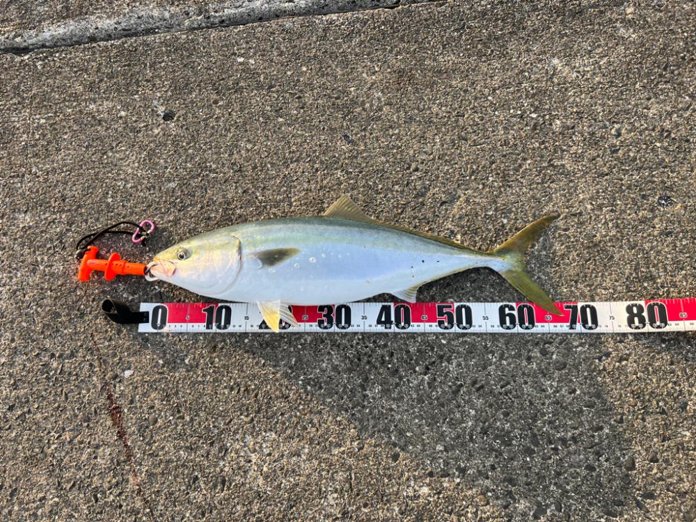 ブリ！今シーズンいちばんの高活性