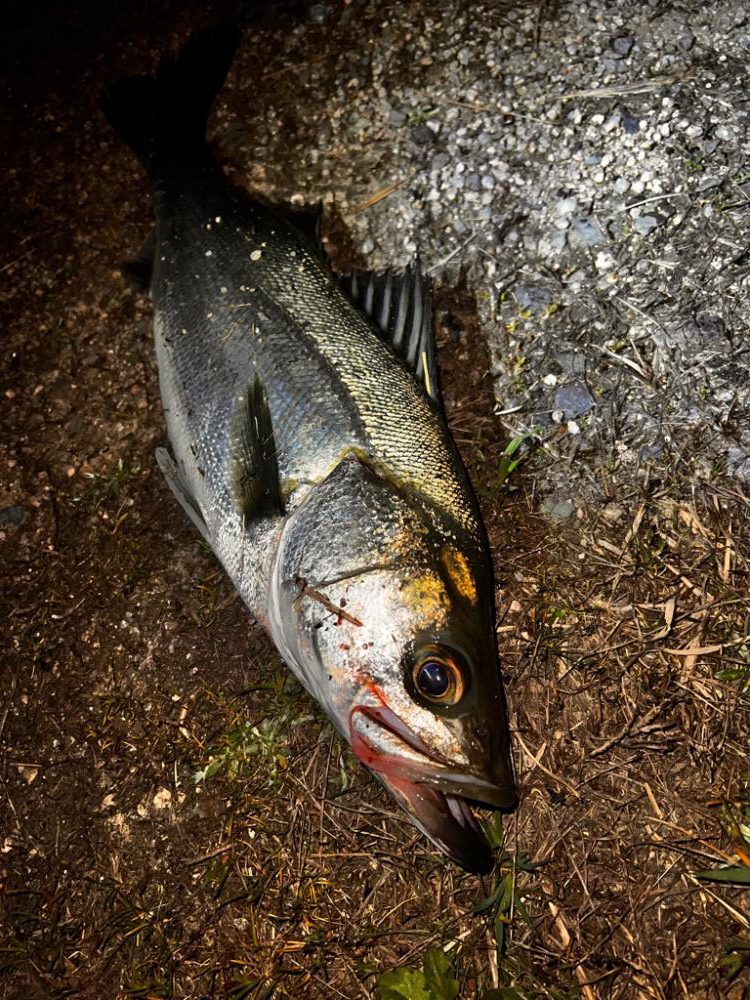 ハクについたシーバス