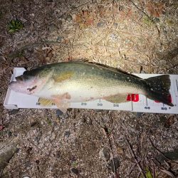 早春のデカバス