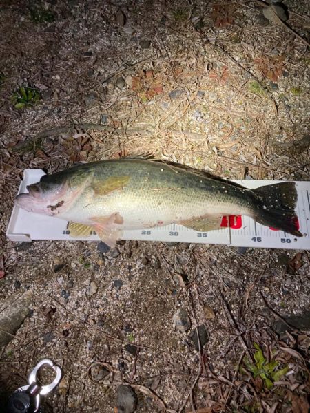 早春のデカバス