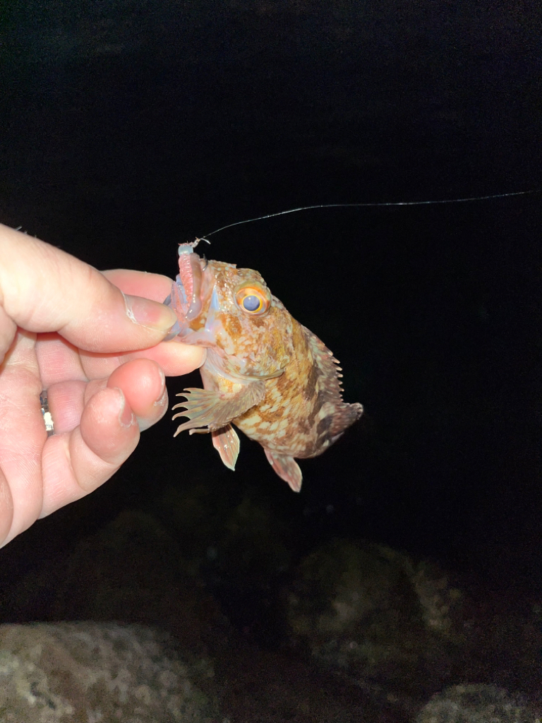 メバルが釣れない