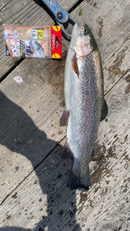 海の釣堀海恵での釣果