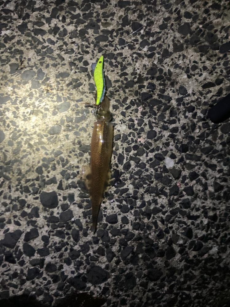 ヤリイカ厳しい中で6杯