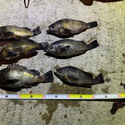 淡路島メバリング2