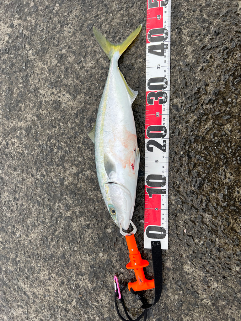 青物、狂気乱舞！