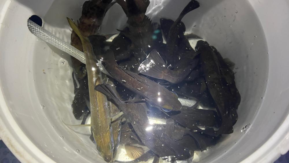 初ソフトルアー船