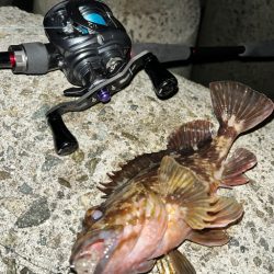 ロックフィッシュ