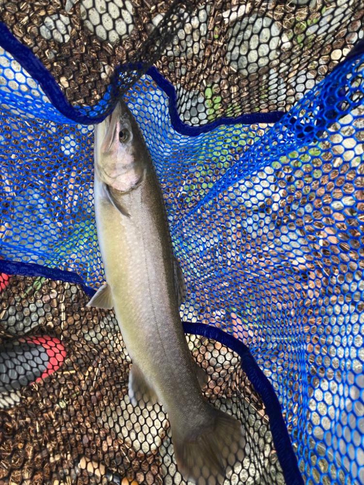 エリアトラウト