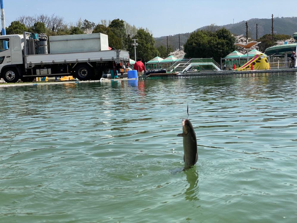 かめプー　ドッカン祭りの放流日
