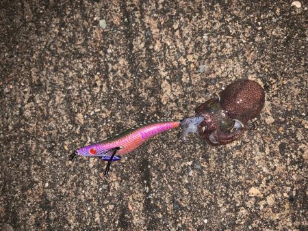 エギングでまさかのミミイカが！