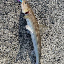 エギングリベンジ