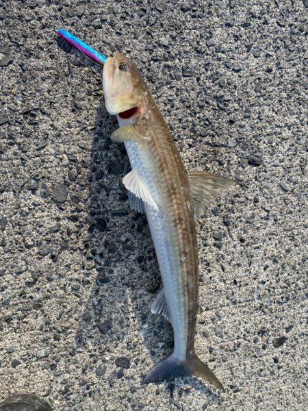 エギングリベンジ