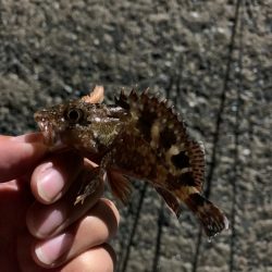 可愛いサイズですが釣れました⭐️