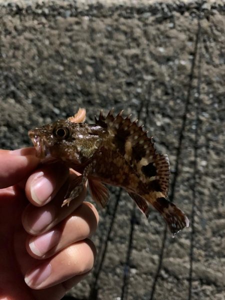 可愛いサイズですが釣れました⭐…