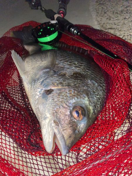 ヘチってきました