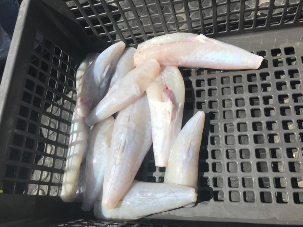 産卵モード?室津カットウフグ