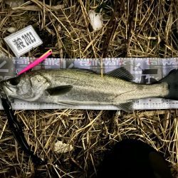 初めてちゃんとバチパターンで頂きましたっ！…