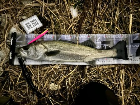 初めてちゃんとバチパターンで頂きましたっ！…