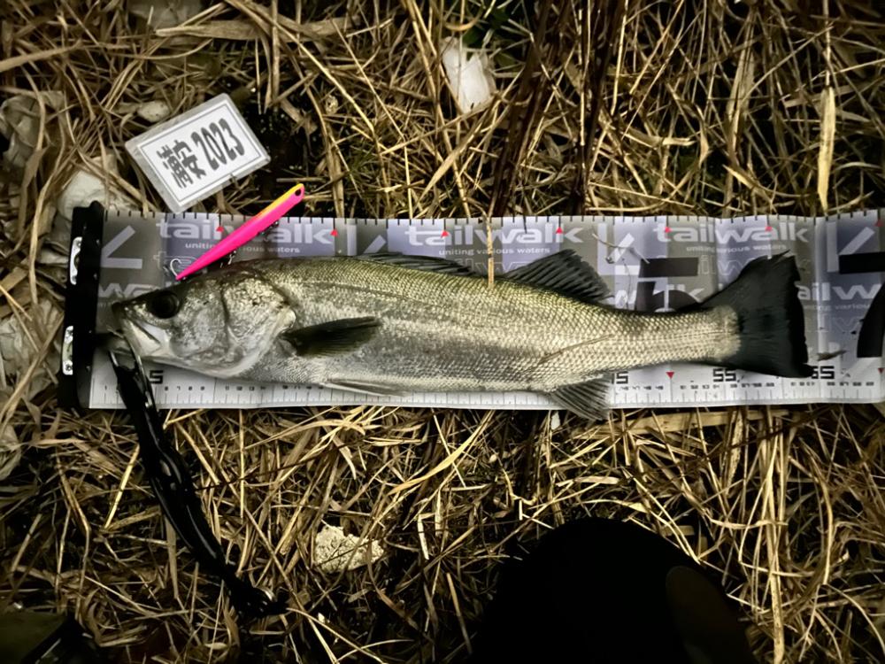 初めてちゃんとバチパターンで頂きましたっ！