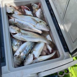 イシモチ爆釣！