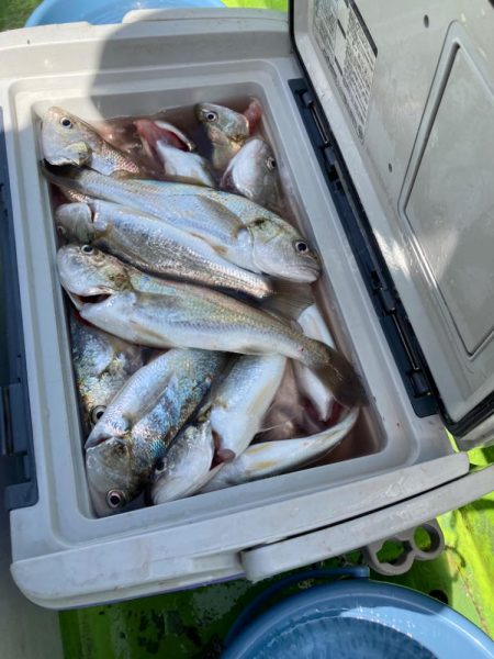 イシモチ爆釣！