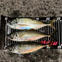 仕事帰りにアジングへ