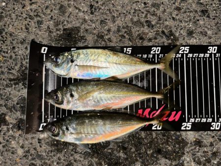 仕事帰りにアジングへ