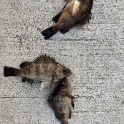 魚の活性が高くなってきました