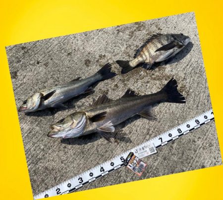 スパッと消えるウキ