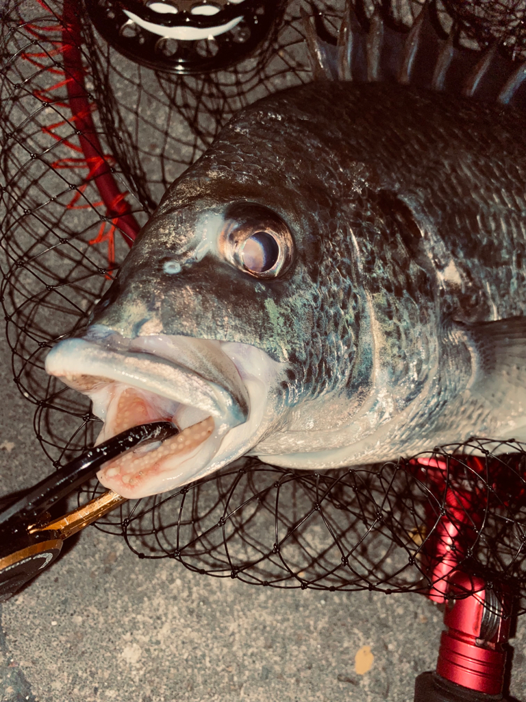 ヘチってきました