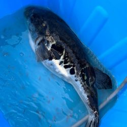 小潮、トラフグ