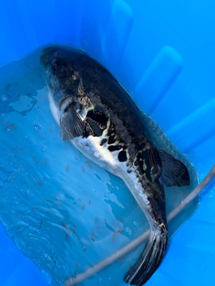 小潮、トラフグ