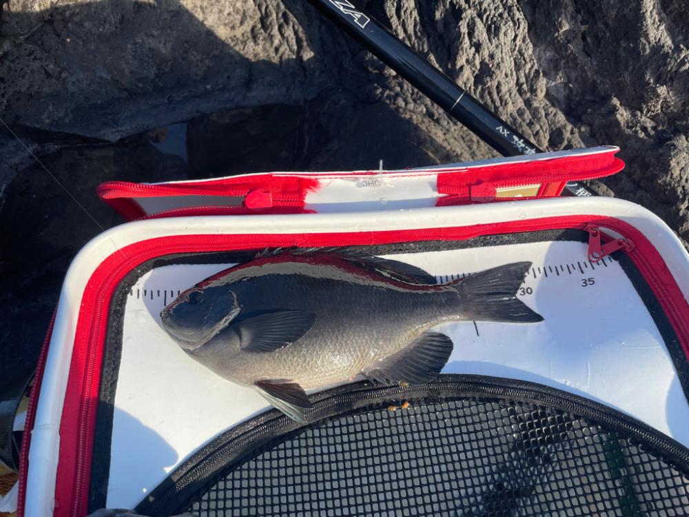 東伊豆　地磯　メジナ釣り