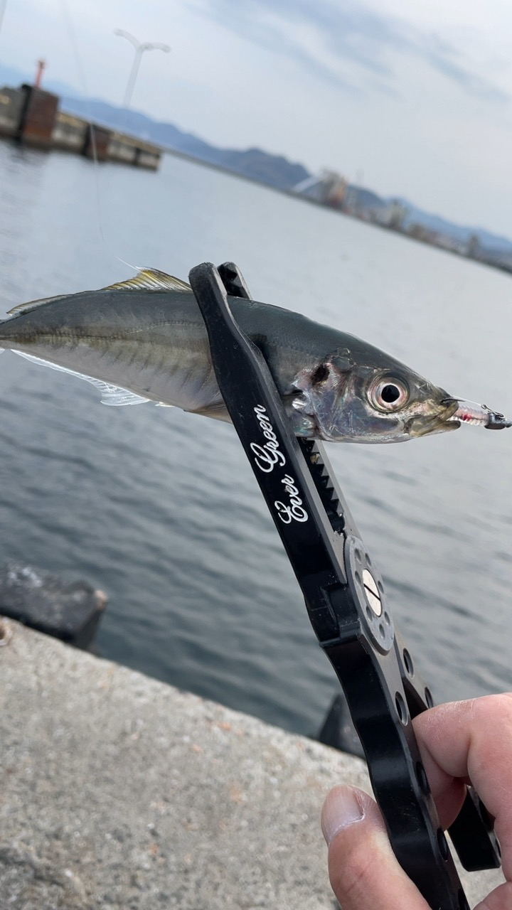 デイアジング♪