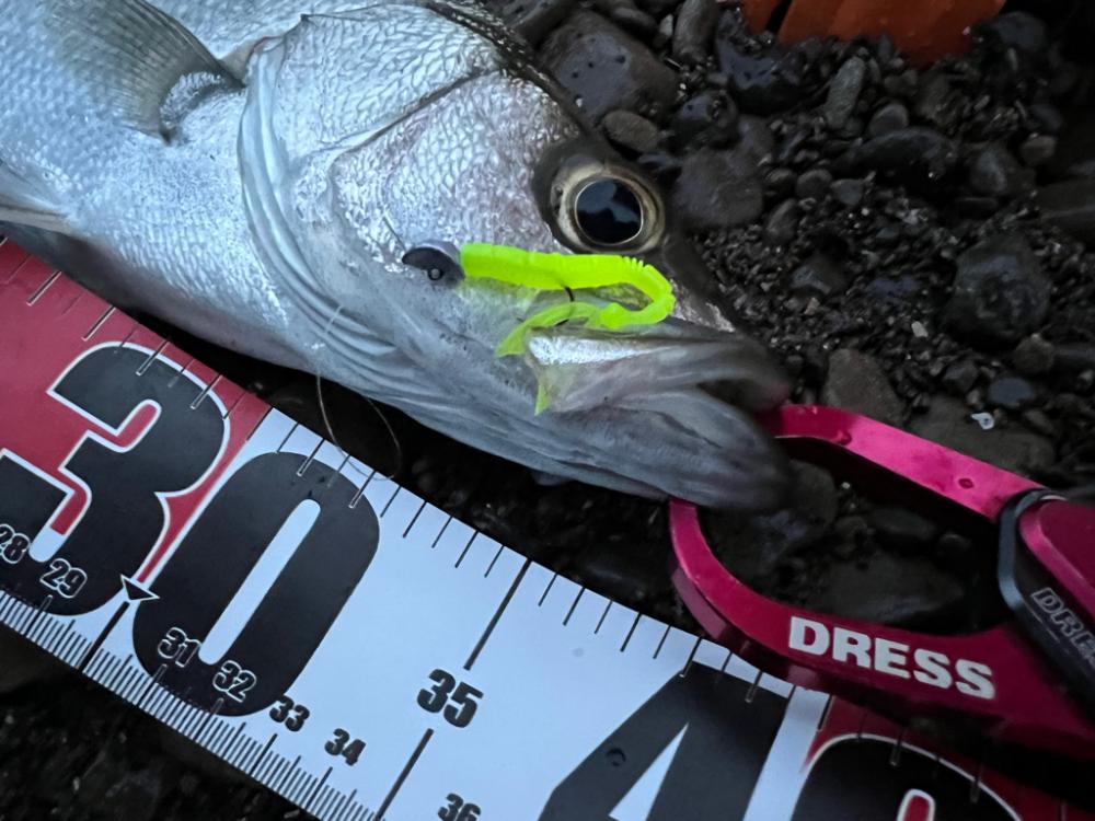 シーバスを探して三千里 Vol.3