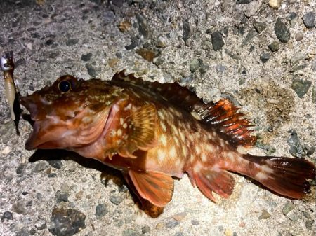 夜釣りに行ける気温になりましたにゃぁ。