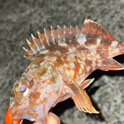 ロックフィッシュ