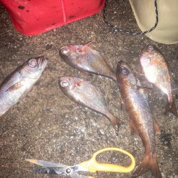 烏賊釣りの餌確保に