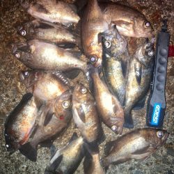 プラグでメバル