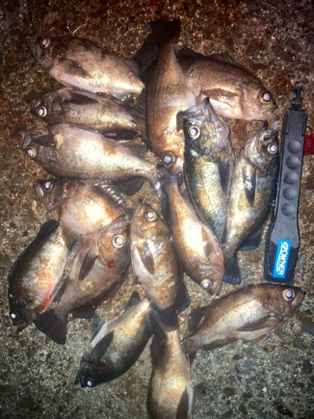 プラグでメバル