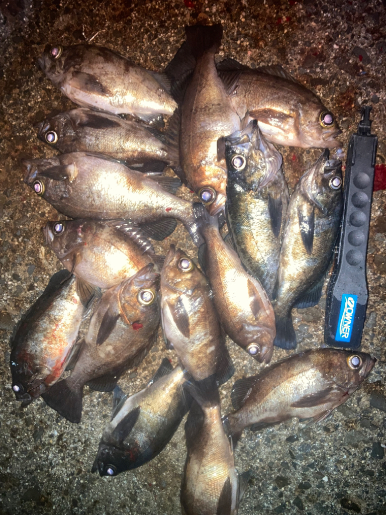 プラグでメバル