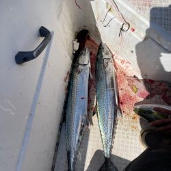 大鳥山、爆釣果