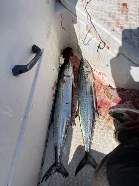 大鳥山、爆釣果