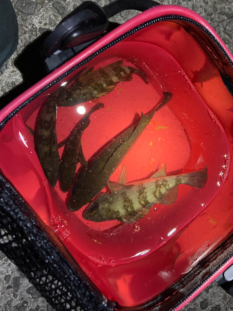 メバリング、やや渋め