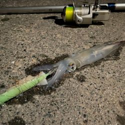 ヤリイカテーラー