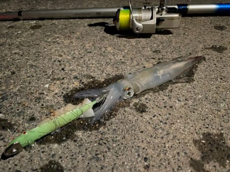 ヤリイカテーラー