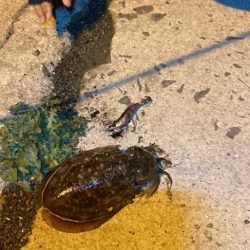 今季初シーズン終わりのヤリイカ釣り!