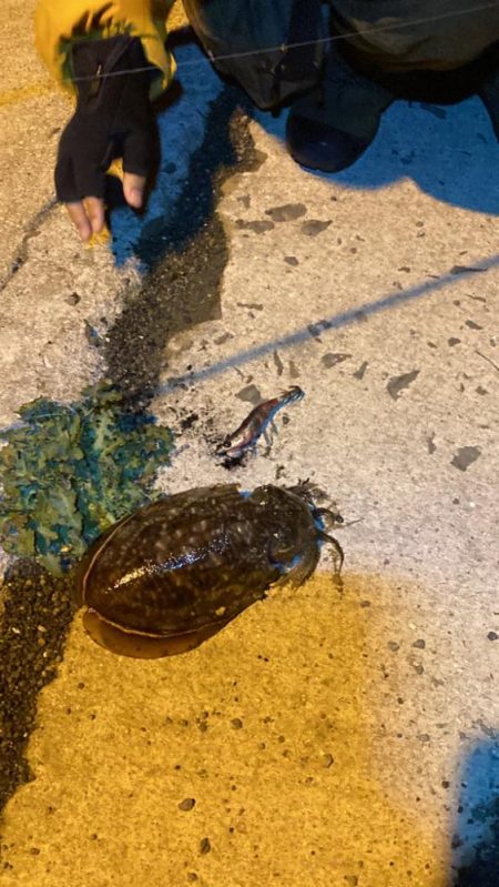 今季初シーズン終わりのヤリイカ釣り!