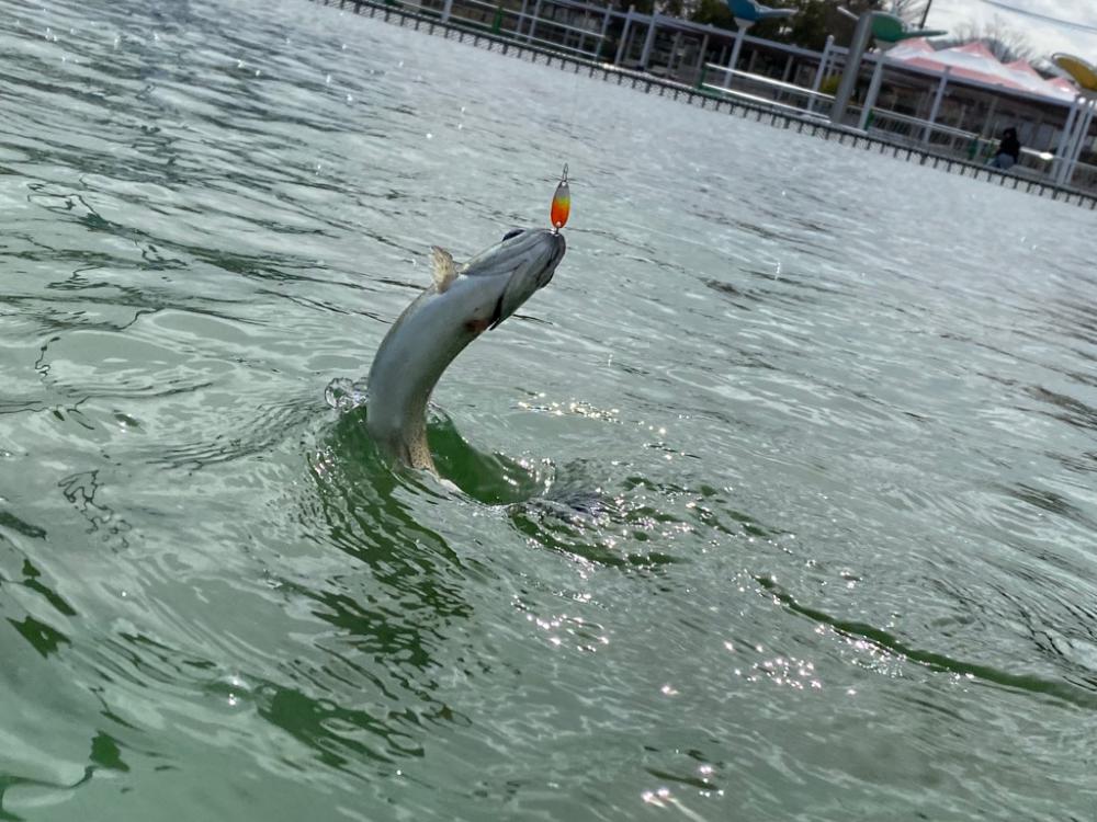 亀岡市　釣れ釣れプールトラウト